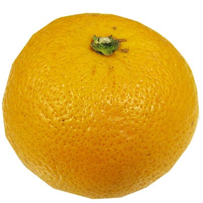 和歌山県産他 はっさく １個